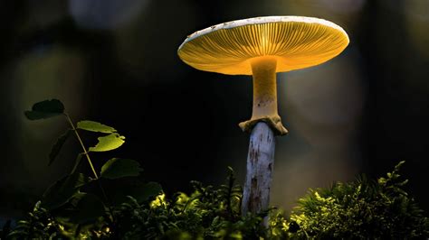 Nature Mushroom 4k Ultra Hd Wallpaper