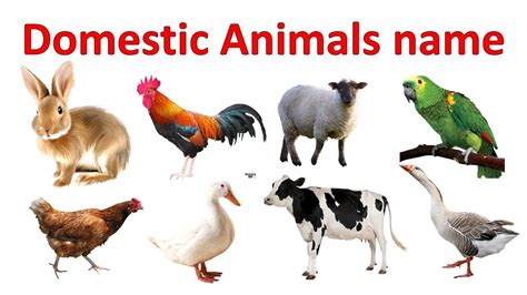 Domestic Animals Learn Domestic Animals Names For Kids पालतू