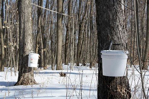 The Worlds Top Producers Of Maple Syrup Worldatlas