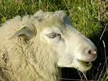 Sheep (Ovis aries) Biopix photo/image 16103