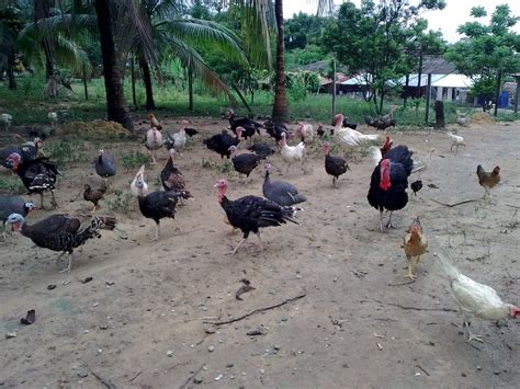 Antara ayam hutan jantan dan betina juga bisa dibedakan dari bentuk dan warna bulunya. SERIBUMI ENTERPRISE: UNTUK DIJUAL: INDUK AYAM BELANDA RM90 ...