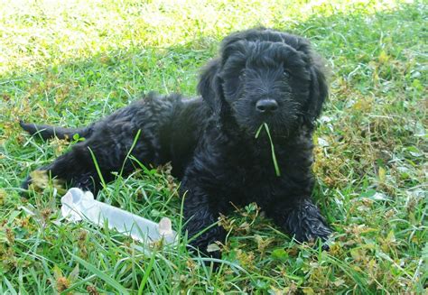 Find your new companion at nextdaypets.com. Puppies - Irish Doodle & Goldendoodle Puppies For Sale ...