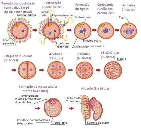 Bioeduca Desenvolvimento Embrionário Humano