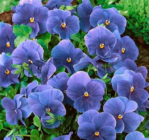 Blue Pansies Pansy High Quality 05 G Seeds 15 20 High Etsy