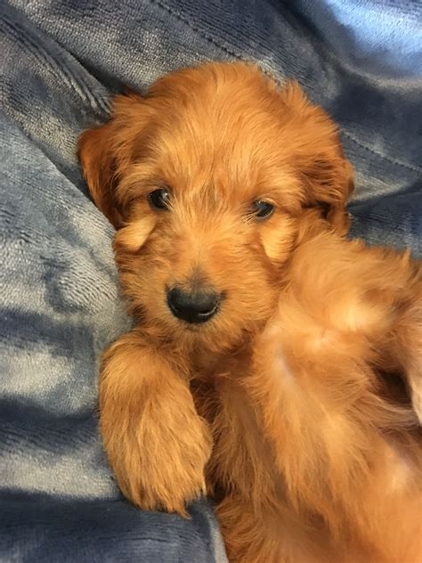Cute Red Goldendoodle Puppy In A Blanket Goldendoodle Puppies