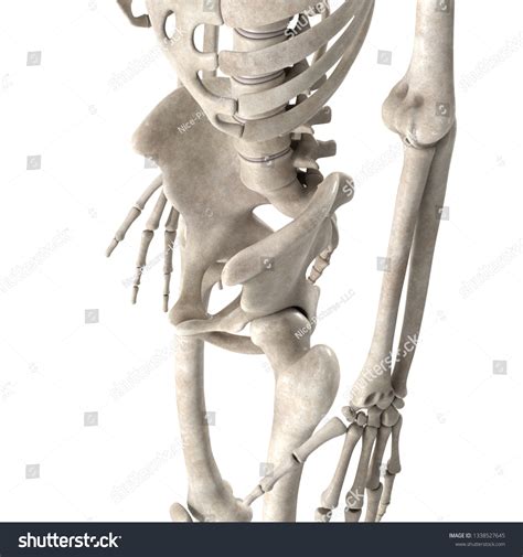 3d Render Male Skeleton Hips Stock Illustration 1338527645 Shutterstock