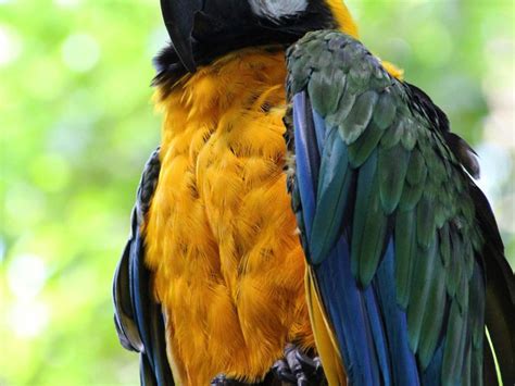 A Sleepy Macaw Smithsonian Photo Contest Smithsonian Magazine
