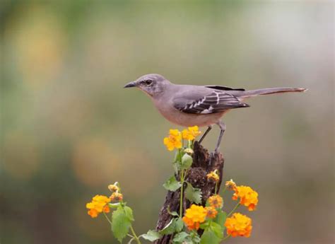 Backyard Birds Of Texas Facts And Identification Guide For 2022