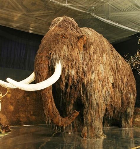 Thanks to intensive conservation efforts, mountain gorillas were moved from 'critically endangered' to 'endangered' on the iucn red list in 2018. Short List of Recently Extinct Animals Species 2017