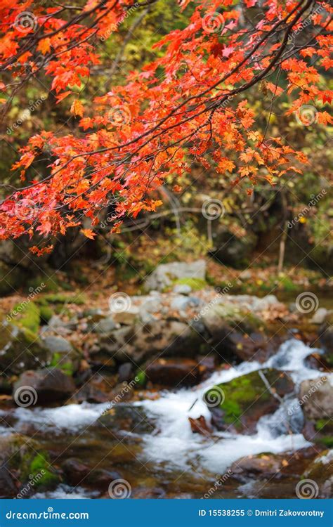 Fall Wild Brook Stock Image Image Of Forest November 15538255