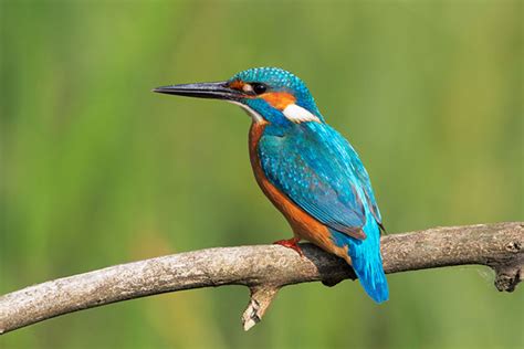 Amazing Facts Of Kingfisher Species Birding Safaris Tours In Uganda