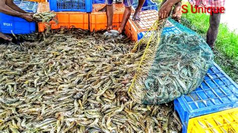 Shrimp Fish Farming Business In India Milion Milion Bagda Chingri