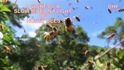Slow Motion Flight Of Bees Youtube