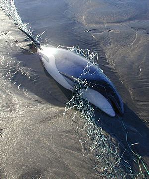 Fight To Protect Maui S Dolphin Stuff Co Nz