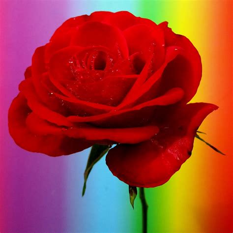 Rainbow Rose Rainbow Rose Sean Walsh Flickr