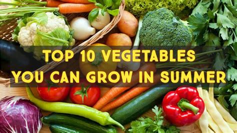 Top 10 Vegetables You Can Grow In Summer Summer Vegetables Bilal