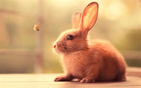 Bunny Cute Hd Animals 4k Wallpapers Images Backgrounds Photos And