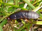 Surinam Cockroach Photos