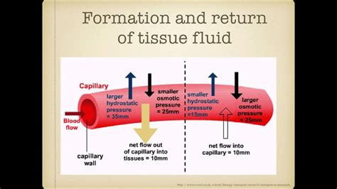 As Level G3 Tissue Fluid And Lymph Ms Cooper Youtube
