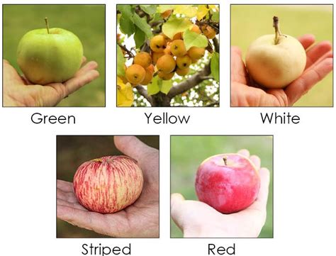 21 How Many Colors Of Apples Are There Advanced Guide 062023