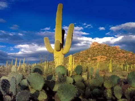 Saquaro And Prickly Pear Cactus In Sonoran Desert Cactus Flower Cactus