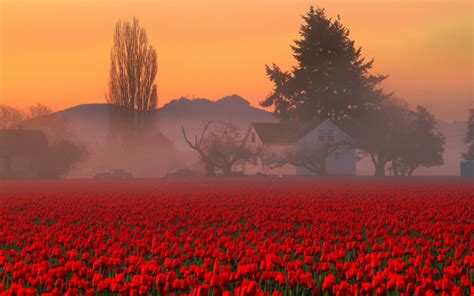 Flower photo spring desktop wallpaper. Red Tulips HD Wallpapers