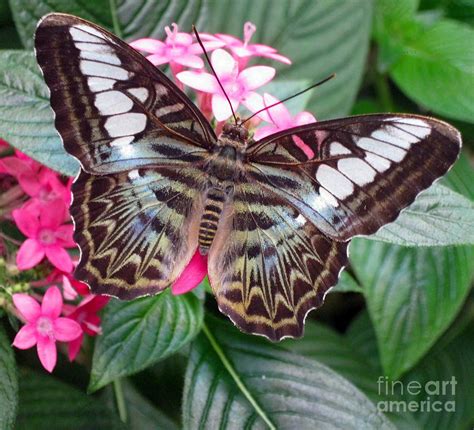 Brown Clipper Photograph By Diane Goulart Fine Art America