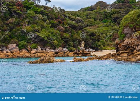 Colorful Coast Of Stewart Island Stock Photo Image Of Trees Forest