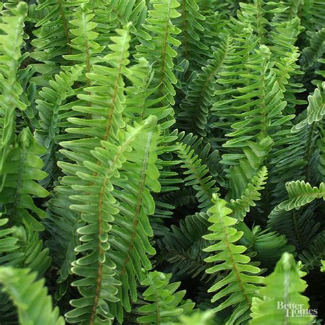 When the temps are well above freezing, this houseplant can also be taken outside to. Indoor Plants for Low Light