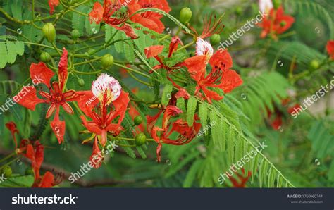 Beautiful Red Acacia Flower Blossoms Stock Photo 1760960744 Shutterstock