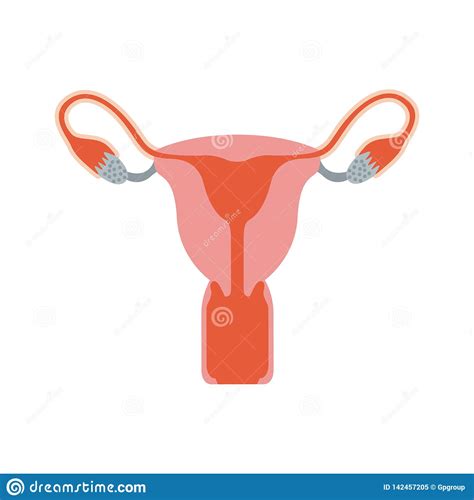 Sistema Reproductivo Femenino De La Silueta Colorida Ilustración del