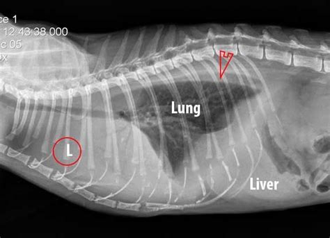Learn How To Read A Cat X Ray Long Beach Animal Hospital Vet