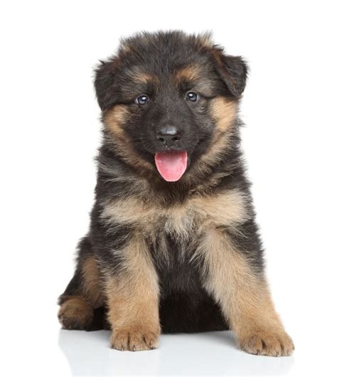 German Shepherd Growth Stages Monthly Size And Weight With Pictures