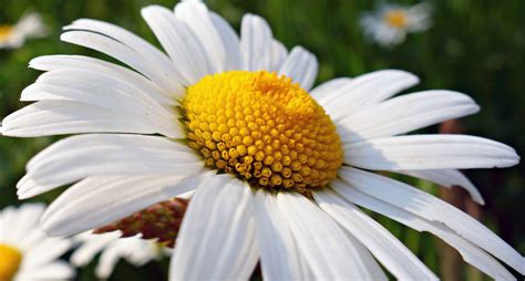 Oxeye Daisy Flower Free Stock Photo Public Domain Pictures