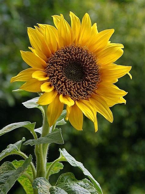 Free Picture Sunflowers Buds Green