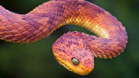 22 Pics Of The Coolest Poisonous Snake In The World The African Bush