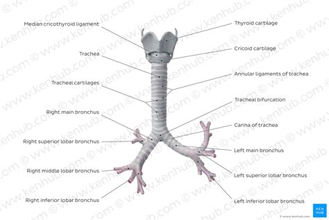 Trachea Anatomy Blood Supply Innervation And Function Kenhub