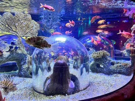 Why Visiting Sea Life Orlando Is A Must With Kids Tips And Info