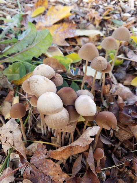 Psychedelic Mushrooms Washington State All Mushroom Info