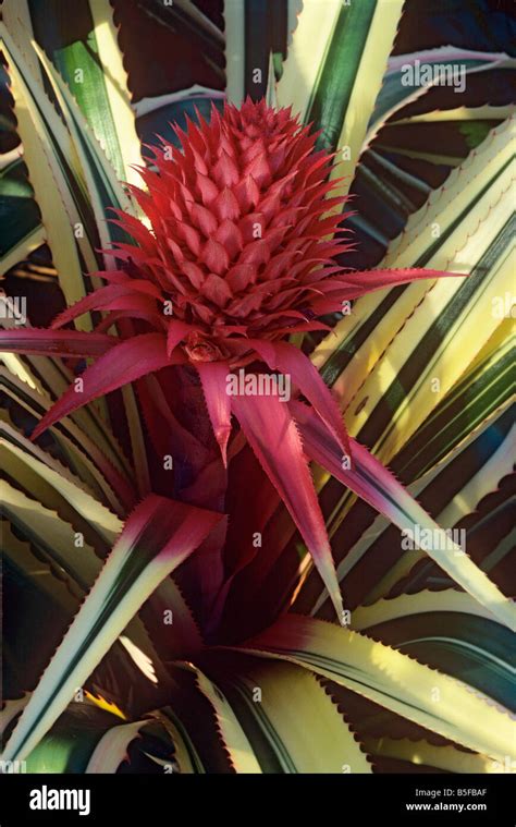 Ornamental Pineapple Ananas Comosus Variegatus Stock Photo Alamy