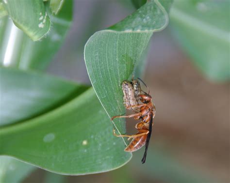 Paper wasp nests are typically found under eaves or in sheltered spots in the garden, are grey and papery in insects in urban centres aren't so lucky. Dirt Doctor - Library Topics
