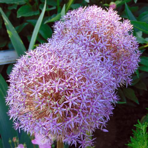 Allium Globemaster Ail D Ornement Grosses Fleurs Rose Mauve