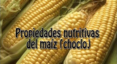 Propiedades Nutritivas Del Ma Z Choclo Youtube