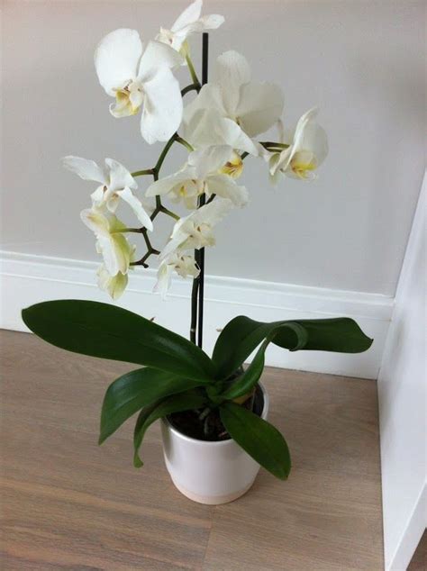 Phalaenopsis Orchid White Phalaenopsis Orchid Care Orchid Plant Care