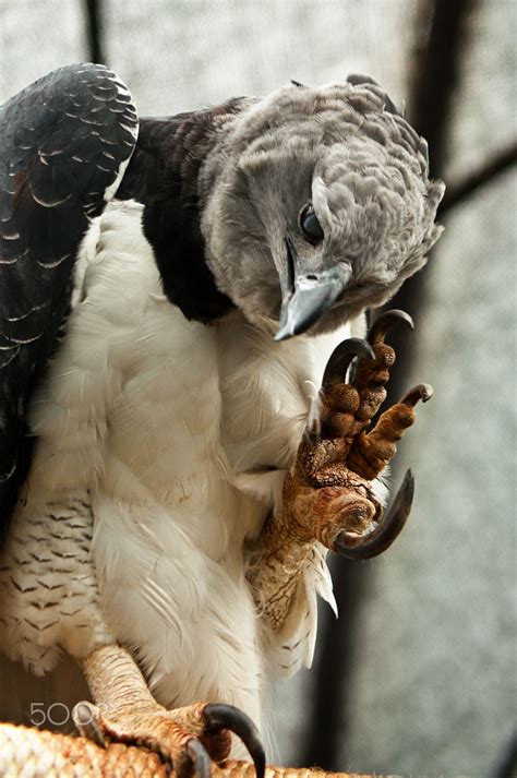Harpy Eagle Harpia Harpyja Showing Its Claws Harpy Eagle Biggest