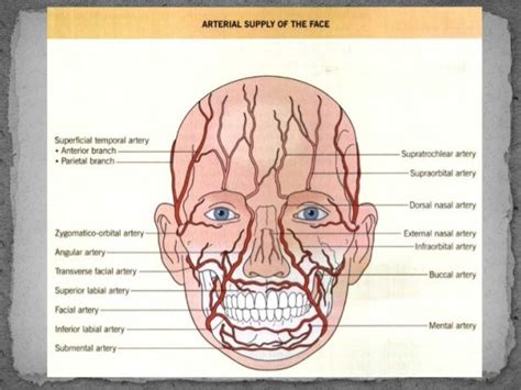 Nerve Damage Facial Nerve Branches Muscles Of Facial Expression Arteries Anatomy Facial