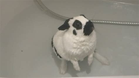 Rabbit In A Bath Youtube