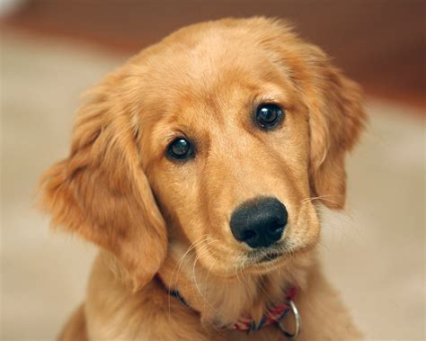 49 Cute Golden Retriever Puppies Wallpaper Wallpapersafari