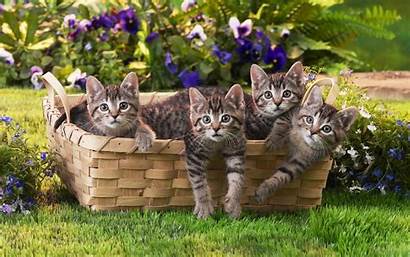 Wallpapers Cats Basket Cat Kittens Backgrounds Animals