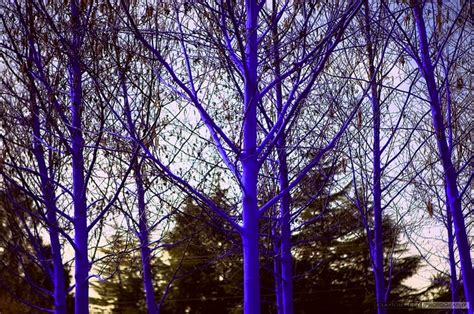 Blue Trees By Konstantin Dimopoulos